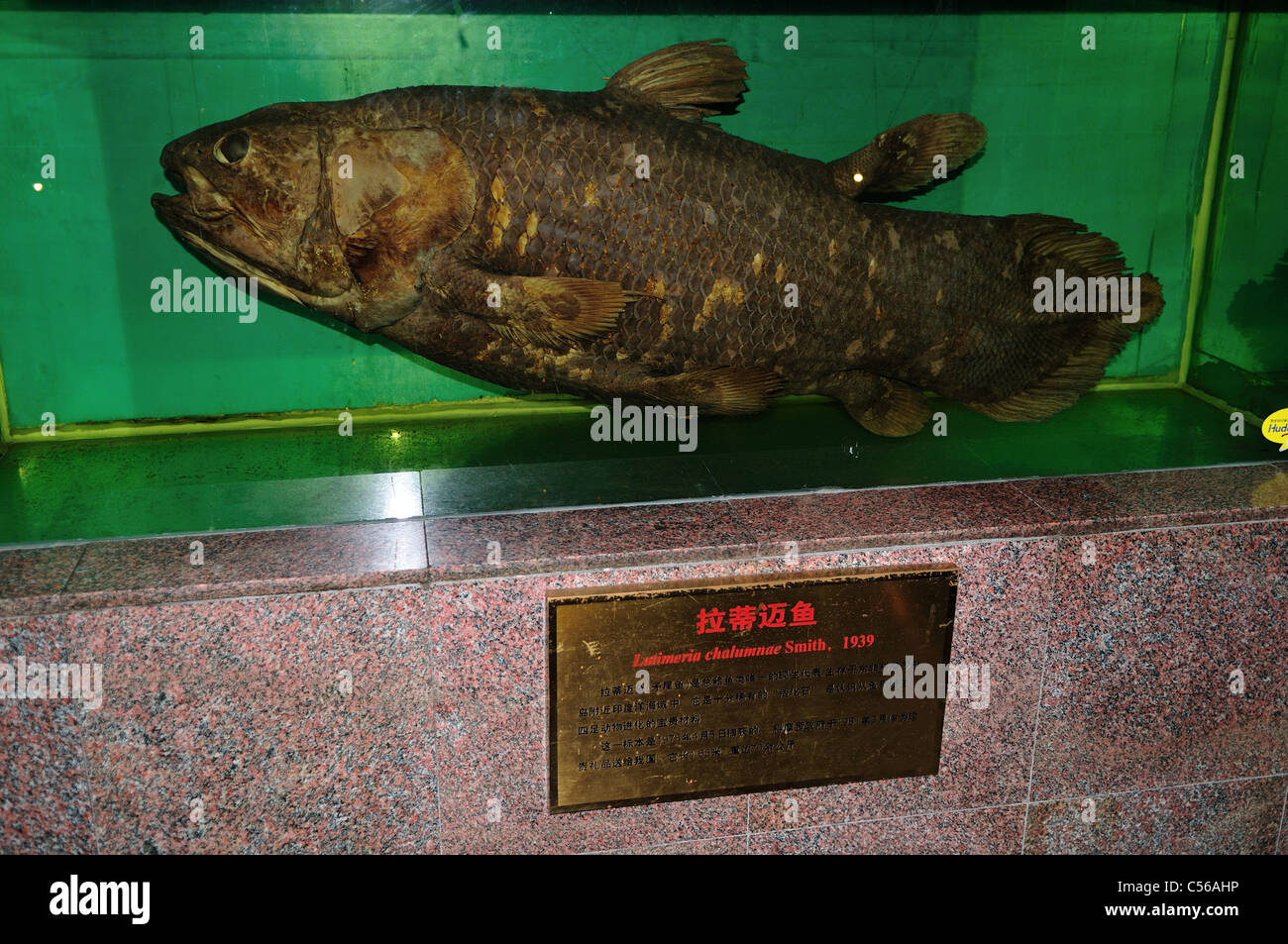 Coelacanthe (Latimeria chalumnae) modèle de l'écran. Beijing, Chine. Banque D'Images