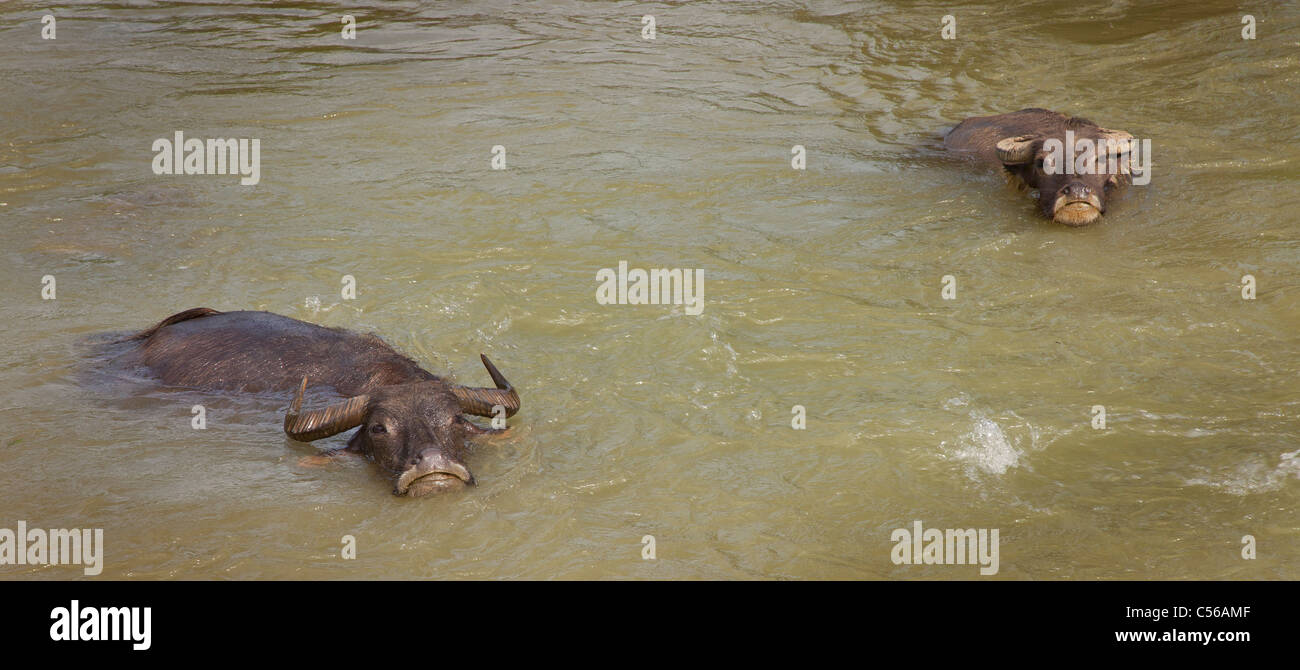 Deux heureux le buffle d'eau rester au frais dans l'eau, au Vietnam. Bubalus bubalis Banque D'Images