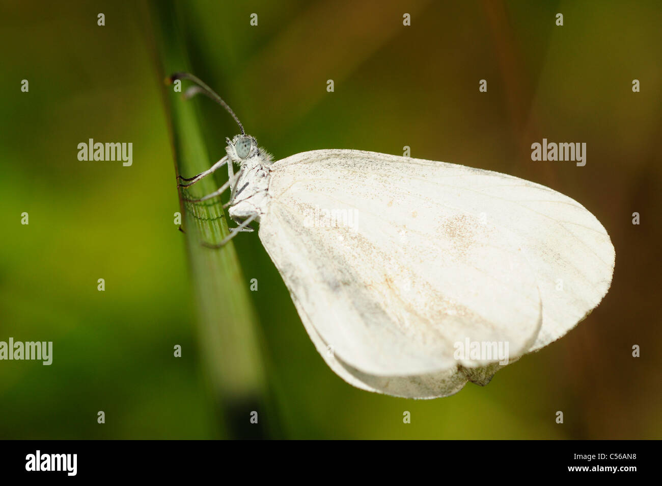 Papillon blanc en bois (Leptidea sinapis) Banque D'Images