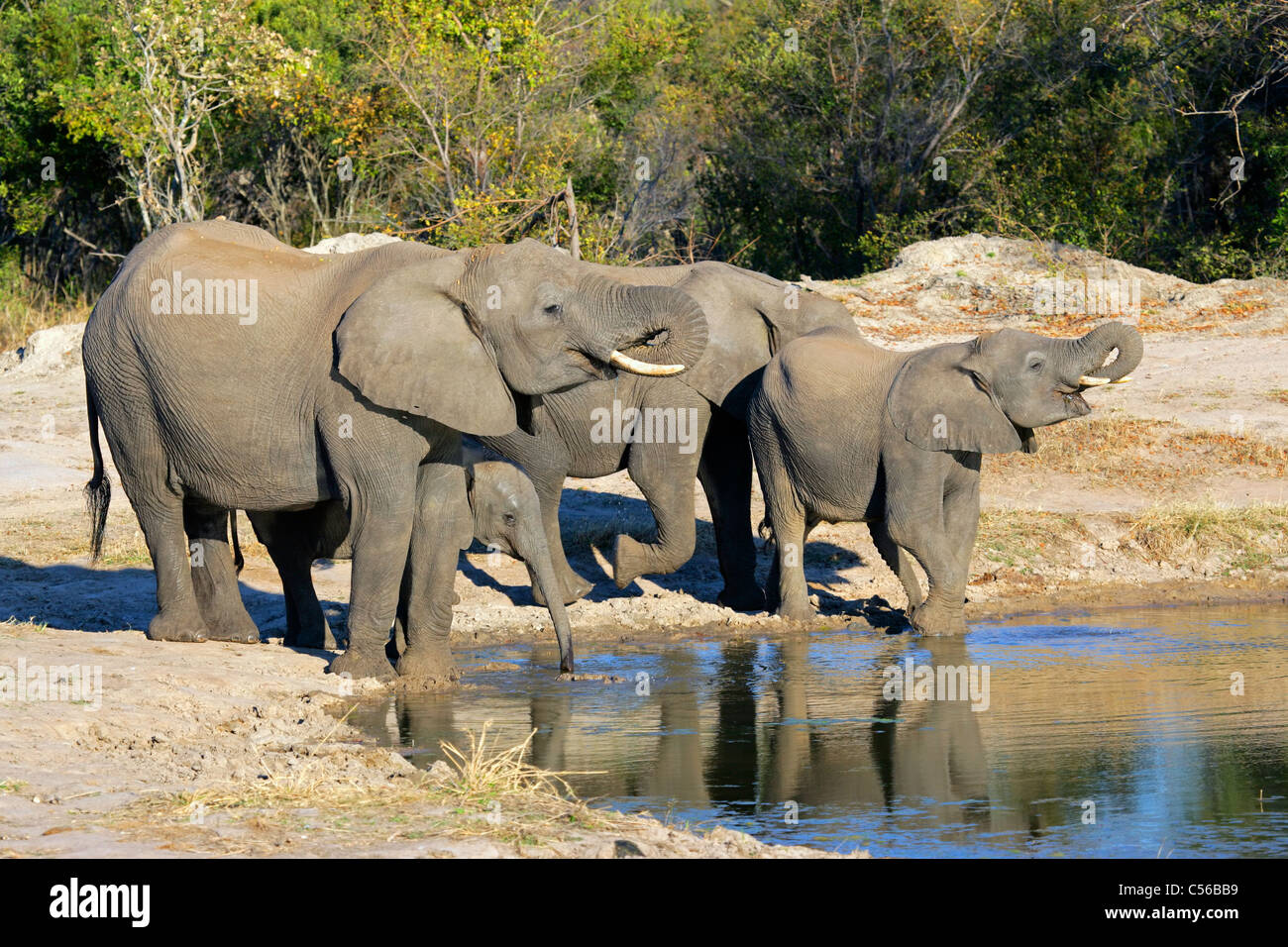 Les éléphants d'Afrique (Loxodonta africana) Eau potable à un point d'Sabie-Sand nature reserve, Afrique du Sud Banque D'Images