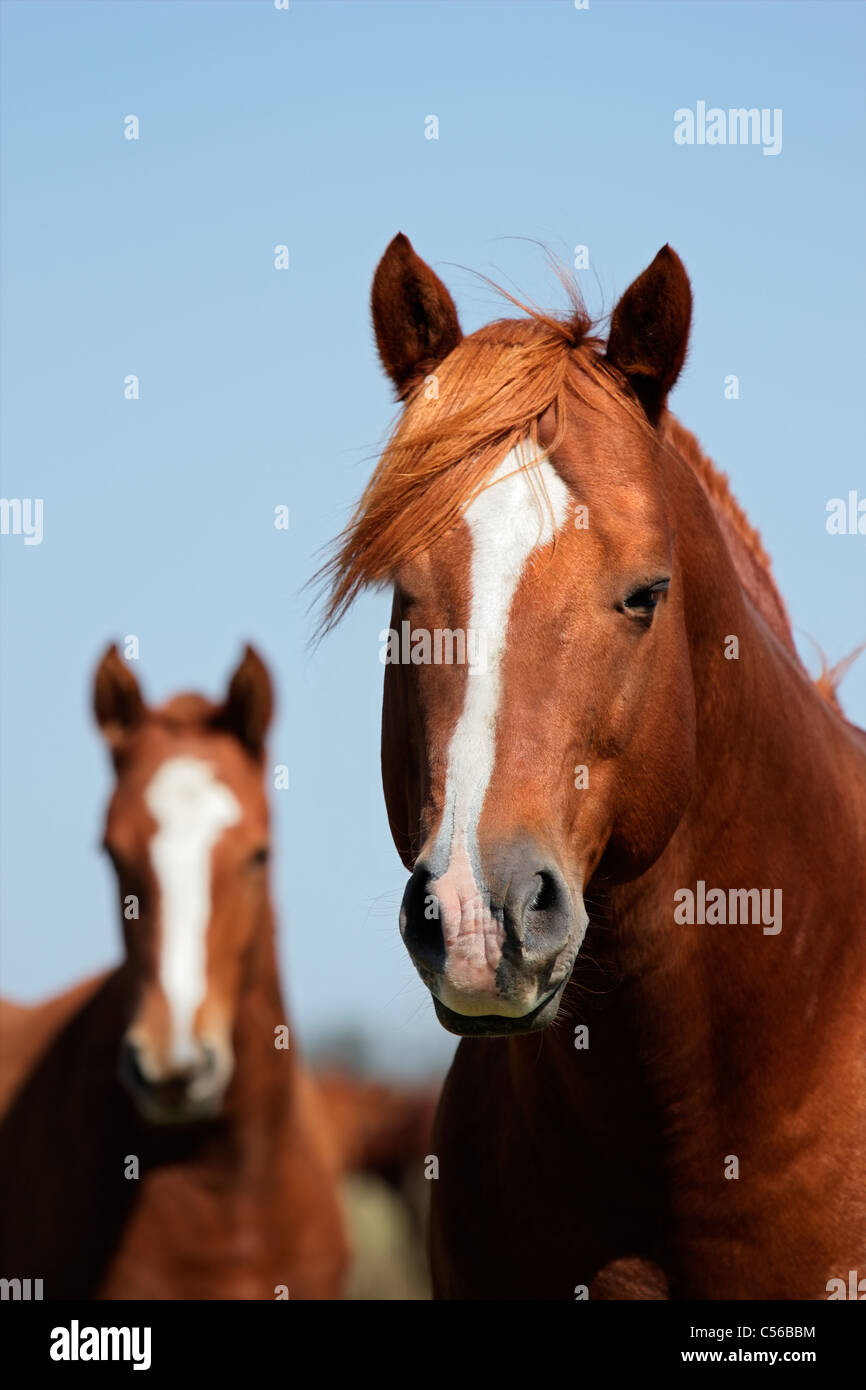 Portrait of brown horses against a blue sky Banque D'Images