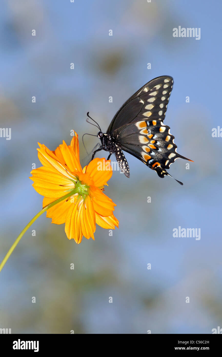 Le Swallowtail noir papillon sur une fleur orangée, Papilio polyxenes Fabricius Banque D'Images