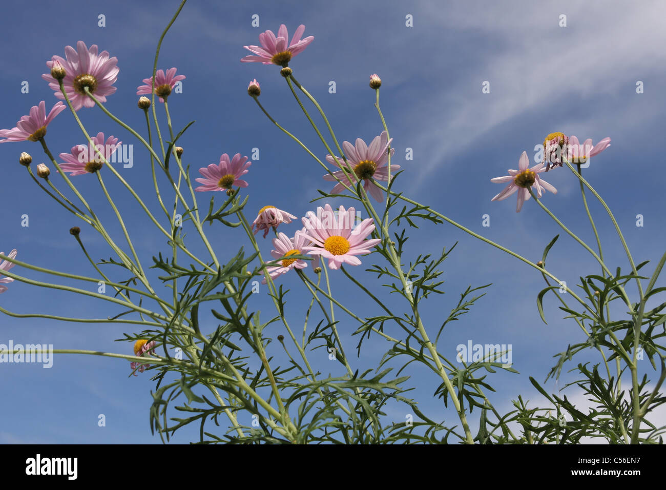 Résultat de fleurs de balcon d'un café en Islande Banque D'Images