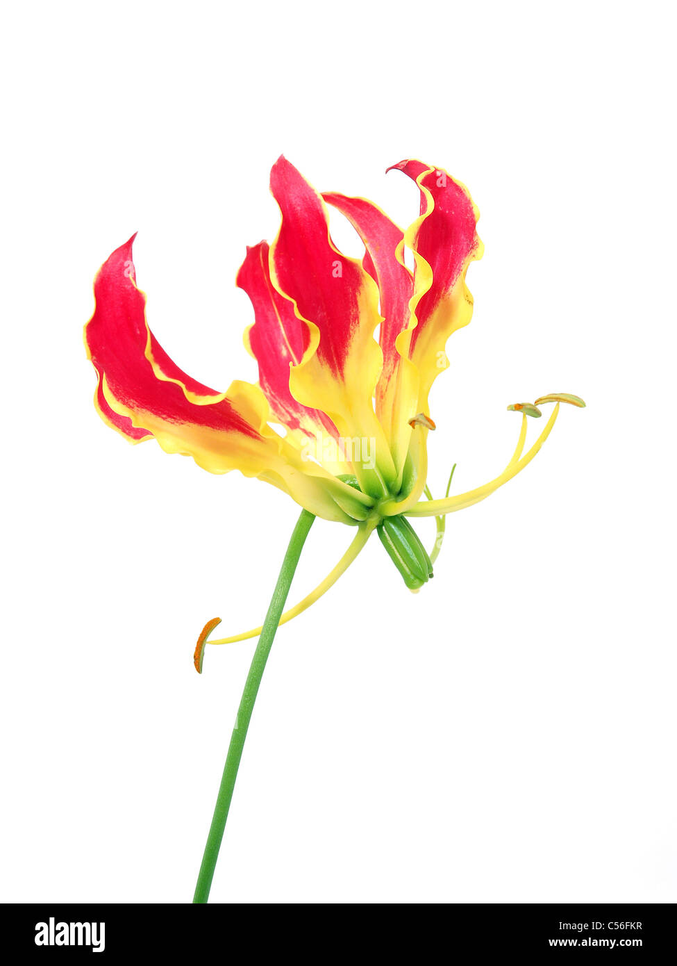 Gloriosa flower isolated Banque D'Images