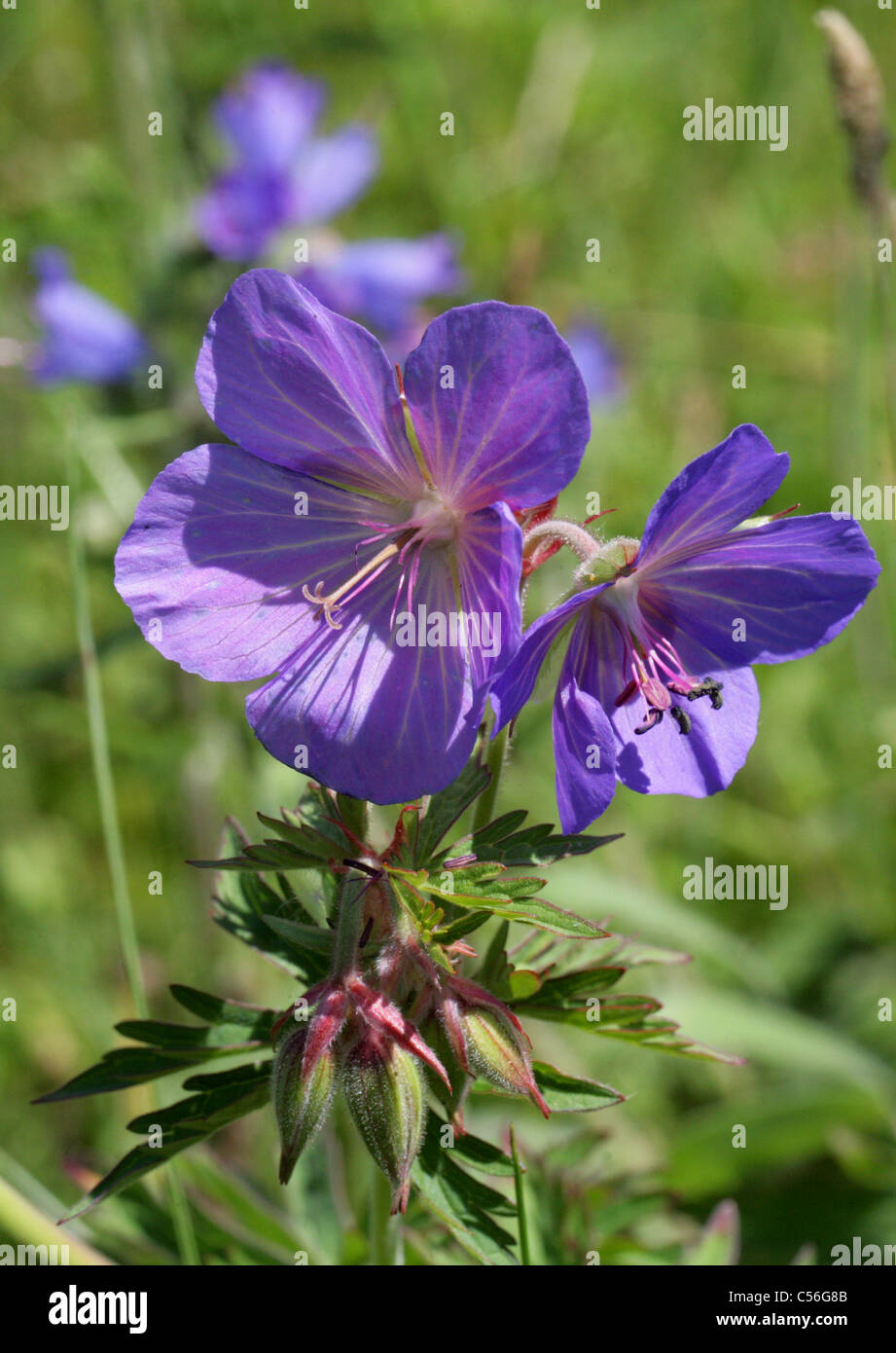 Géranium sanguin Geranium pratense, Meadow, Géraniacées Banque D'Images