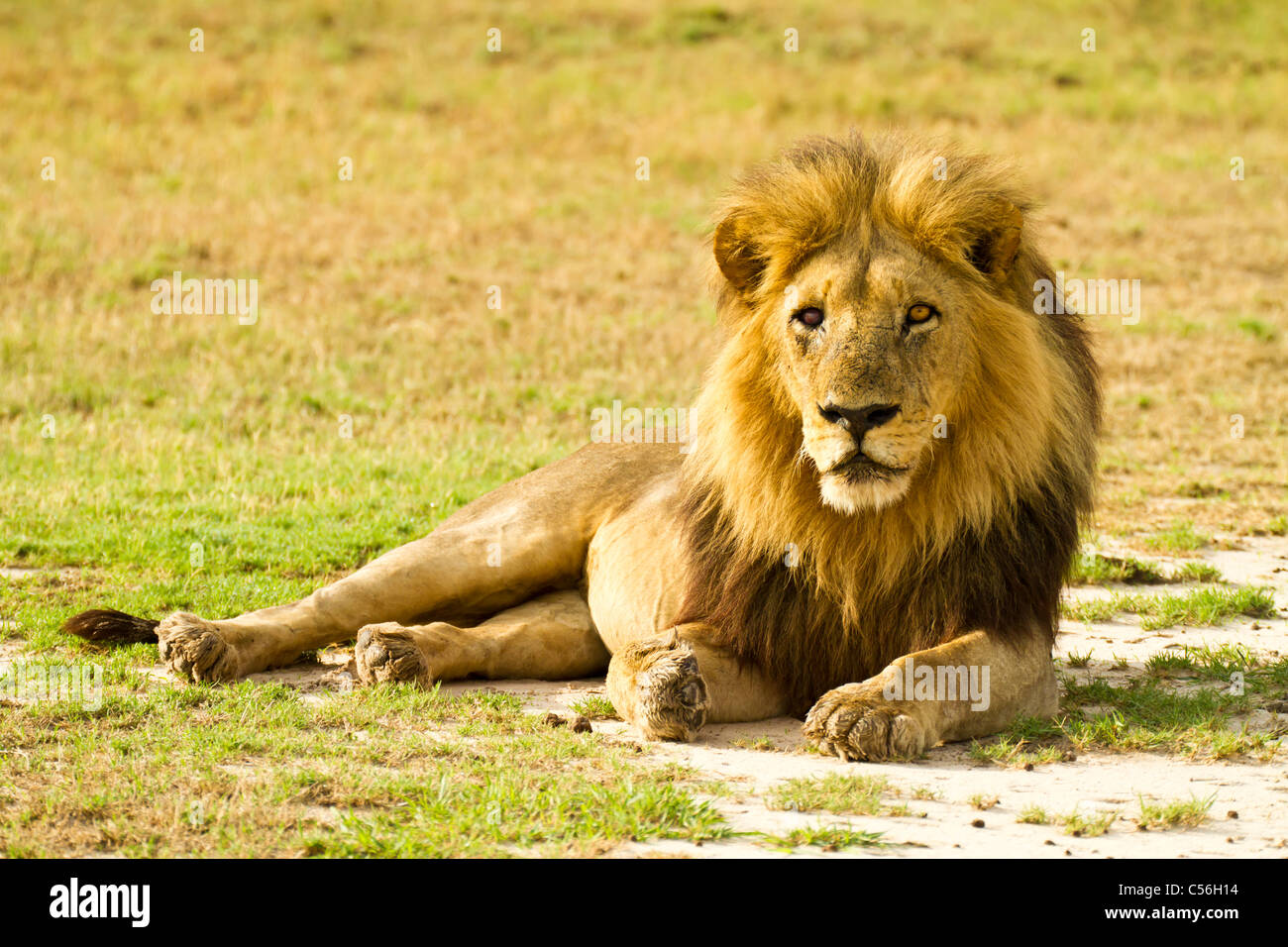 Lion mâle dans Mombo Okavango Delta, Botswana Banque D'Images