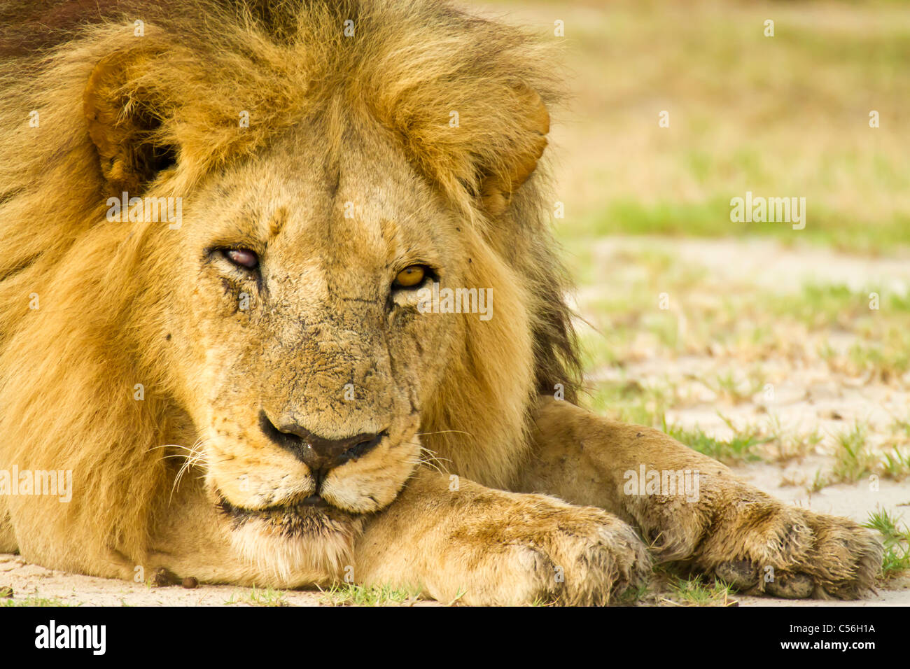 Lion mâle de Mombo dans le Delta de l'Okavango au Botswana Banque D'Images