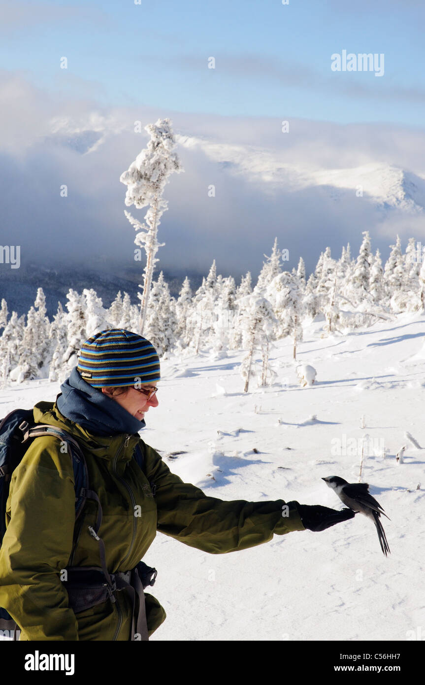 Une jeune femme handfeeding un oiseau en hiver au Québec Banque D'Images