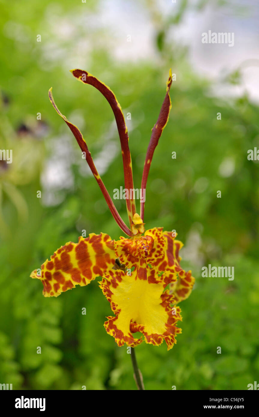 Psychopsis papilio Psychopsis butterfly : Banque D'Images