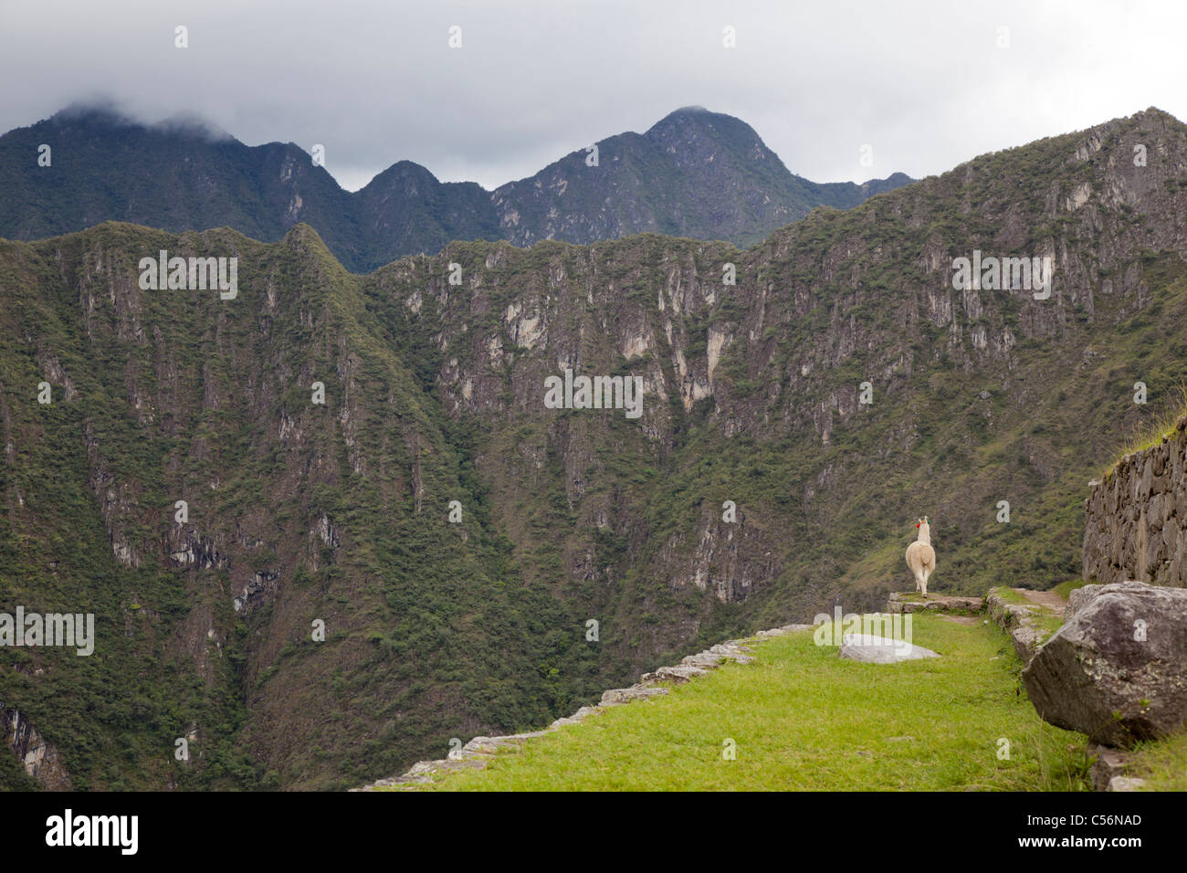 Un seul lama donne sur la vallée de Machu Picchu, Pérou Banque D'Images
