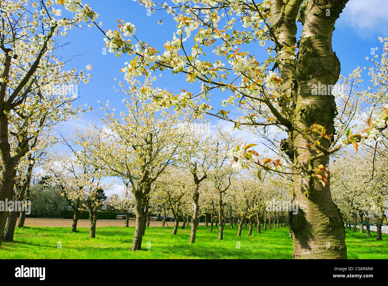 Kirschplantage - Cherry Orchard 03 Banque D'Images