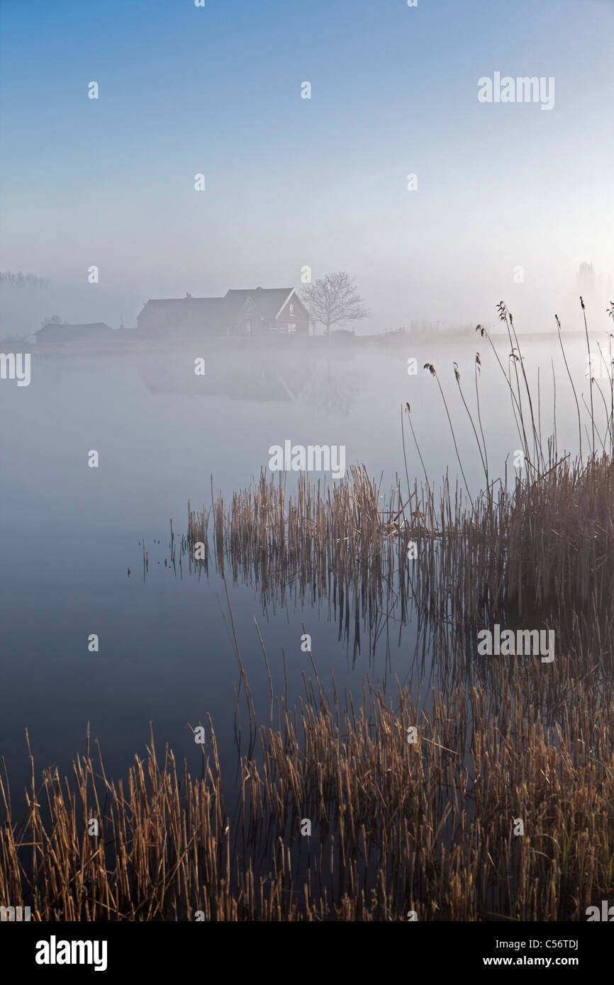 Les Pays-Bas, Weesp, ferme de brume du matin près de rivière appelée Vecht. Banque D'Images