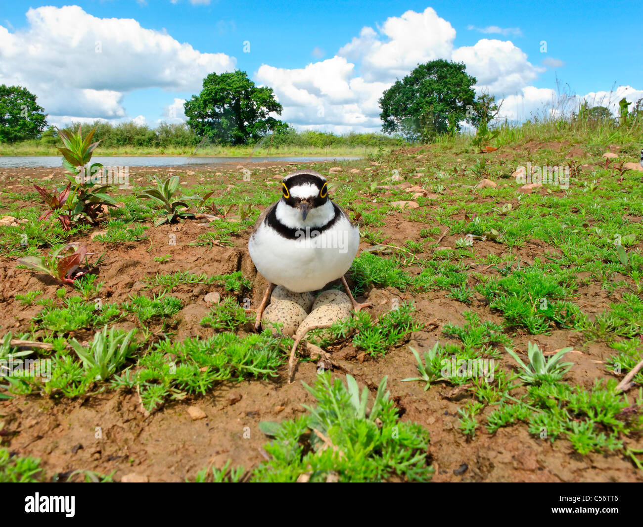 Petit-gravelot, Charadrius dubius, seul oiseau sur son nid, Midlands, Juin 1987 Banque D'Images