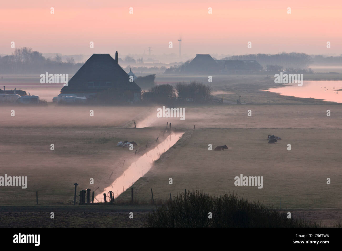 Les Pays-Bas, Callantsoog, vaches, Farm et Farm camping dans la brume du matin. Banque D'Images