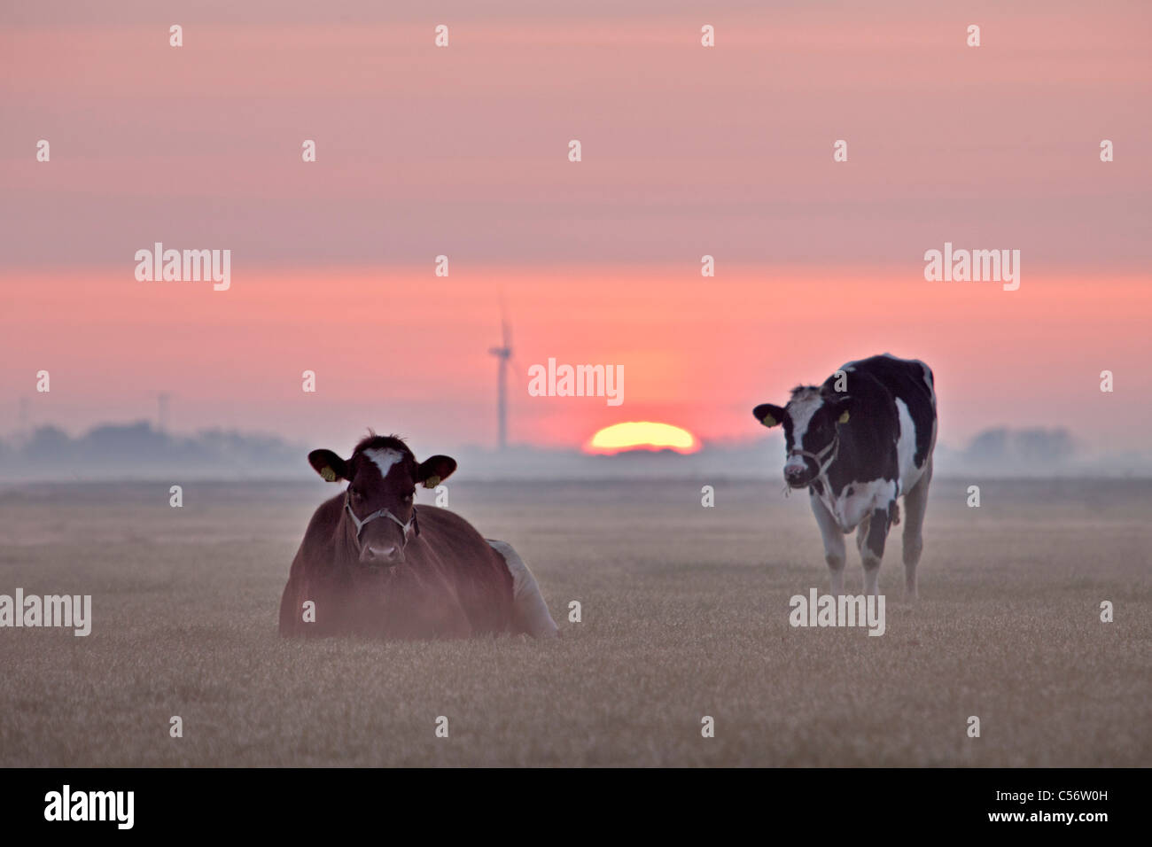 Les Pays-Bas, Callantsoog, vaches dans la brume du matin au lever du soleil. Banque D'Images