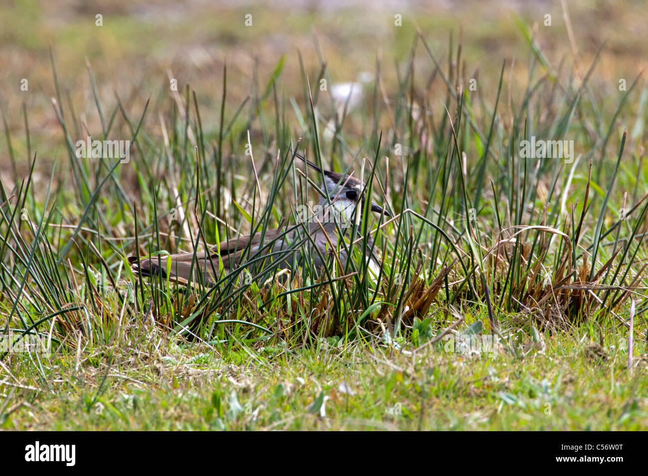 Les Pays-Bas, Callantsoog, Vanneau la reproduction. Banque D'Images