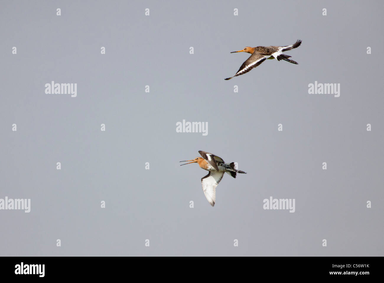 Les Pays-Bas, Callantsoog, barge à queue noire. Banque D'Images