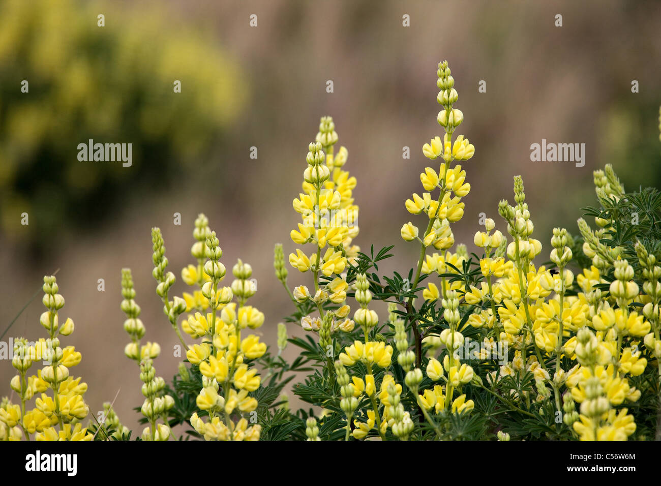 Lupin Lupinus arboreus arbre fleurs jaune citron croissant dans les dunes de sable à Dawlish warren Devon Banque D'Images