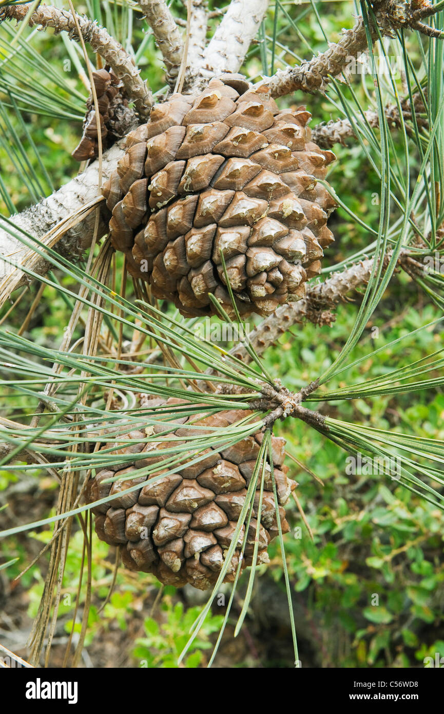 Torrey pin (Pinus torreyana) plus rares espèces de pins dans nous, l'île de Santa Rosa, Channel Islands National Park, Californie Banque D'Images