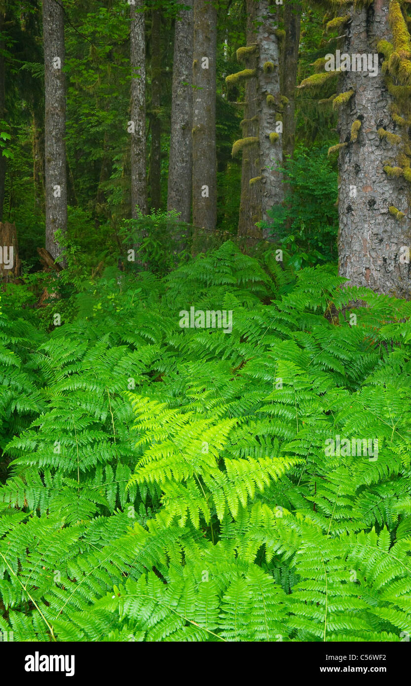 Les fougères fougères et épicéas de Sitka, forêt tropicale, vallée de la rivière Hoh, Olympic National Park, Washington Banque D'Images