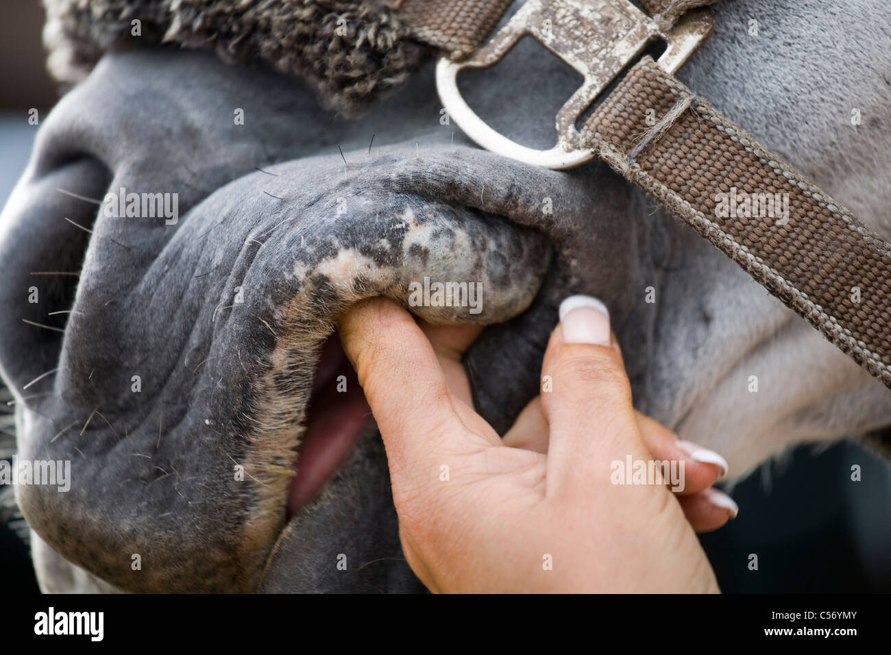 Cheval alezan qui cabre Banque de photographies et d’images à haute