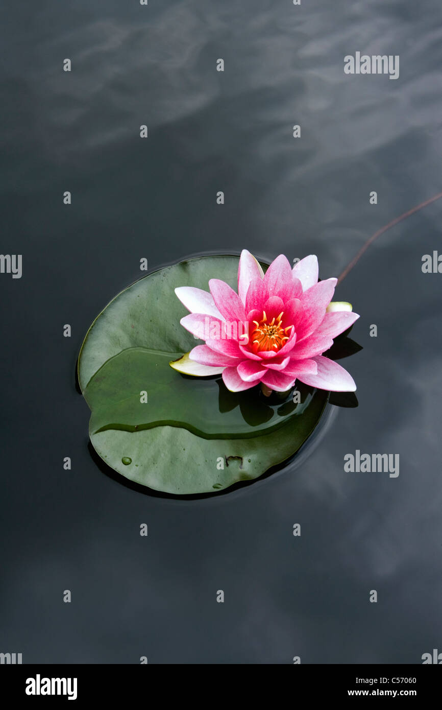 Les Pays-Bas, 's-Graveland. Water Lilies Banque D'Images