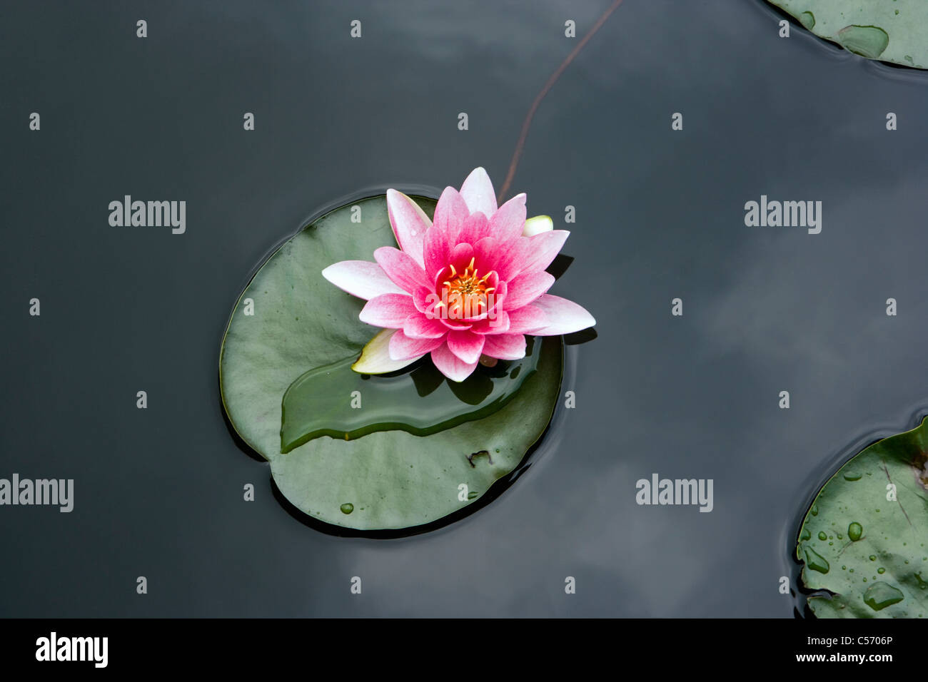 Les Pays-Bas, 's-Graveland. Water Lilies Banque D'Images