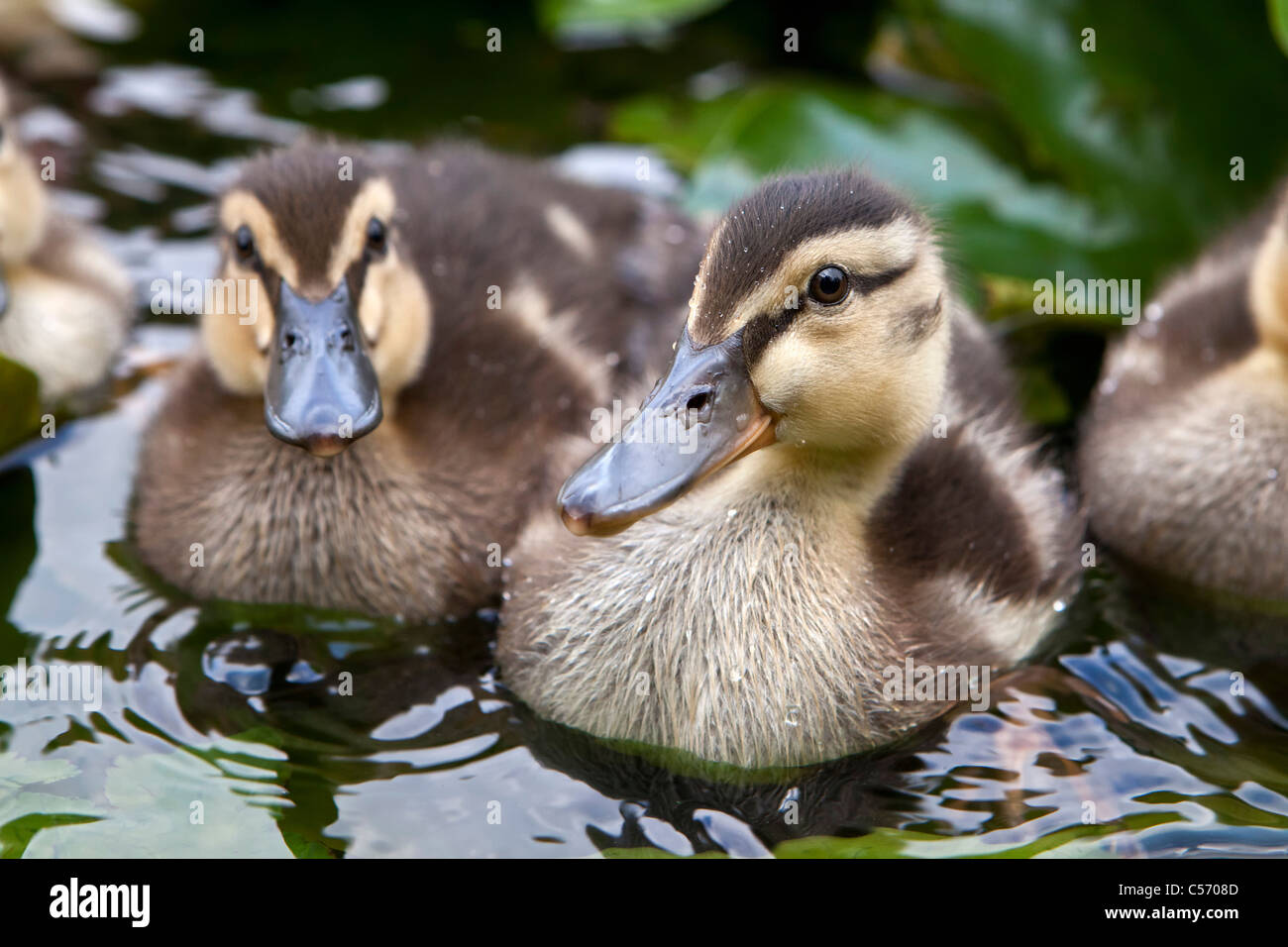 Les Pays-Bas, 's-Graveland, les jeunes canards dans l'étang. Les canetons. Banque D'Images