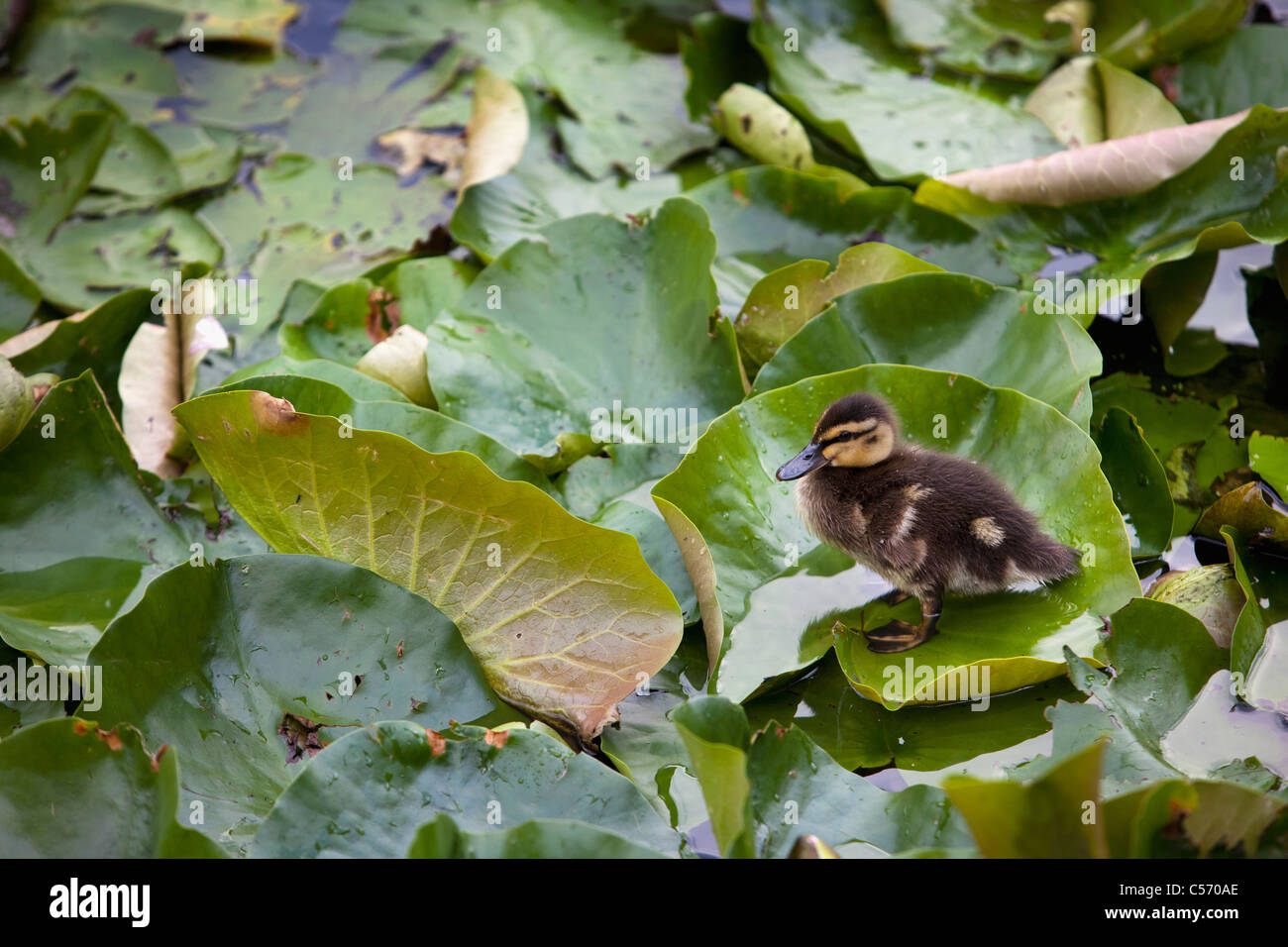 Les Pays-Bas, 's-Graveland, jeune canard, caneton dans l'étang. Banque D'Images