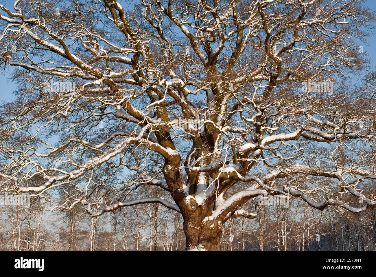 Les Pays-Bas, 's-Graveland, Oak Tree dans la neige. Banque D'Images