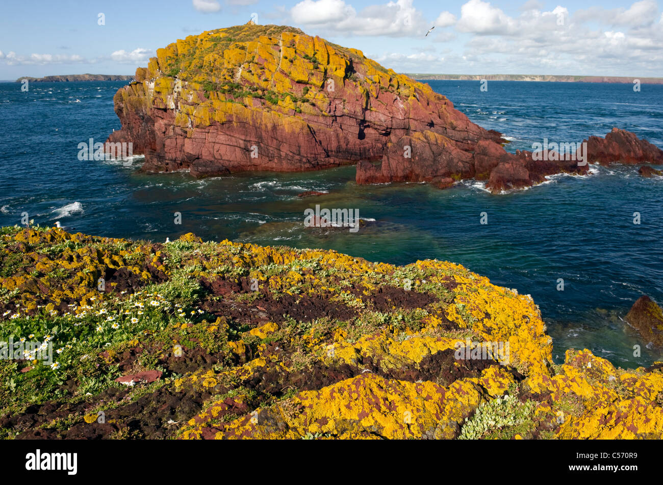 La pile, un lichen jaune couvert de rochers de grès rouge vue depuis le cou Skokholm Pembrokeshire île South Wales UK Banque D'Images