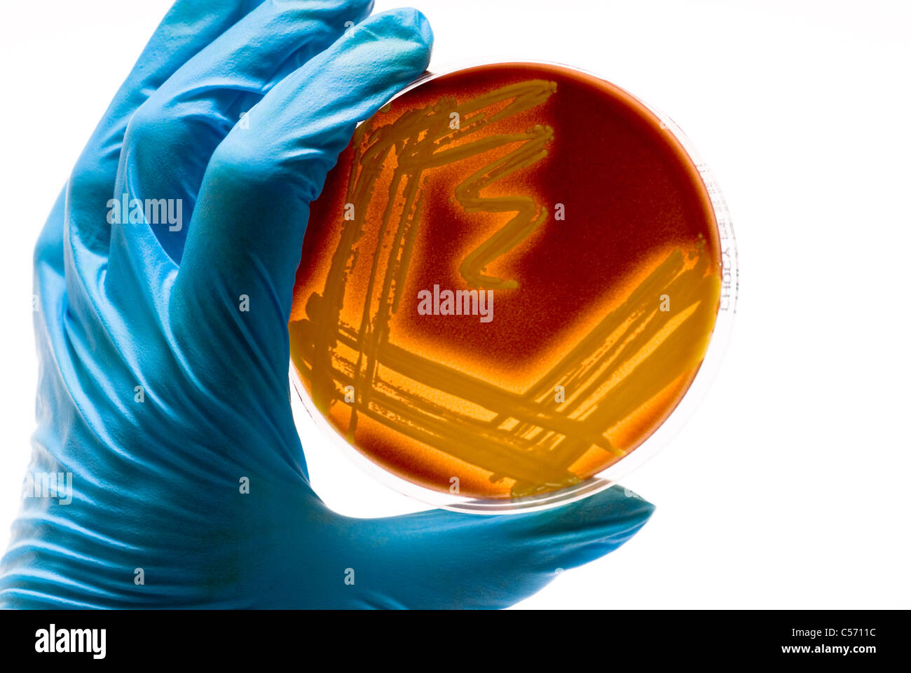 Gloved hand holding petri avec colonie bactérienne isolé sur un fond blanc avec un espace réservé au texte ou réactivation Banque D'Images