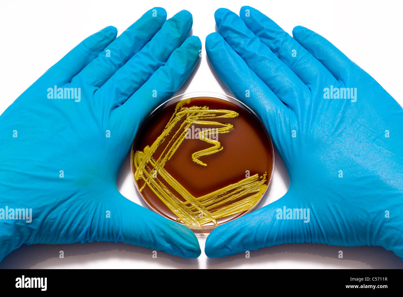 Les mains gantées holding petri avec colonie bactérienne isolé sur un fond blanc avec un espace réservé au texte ou réactivation Banque D'Images