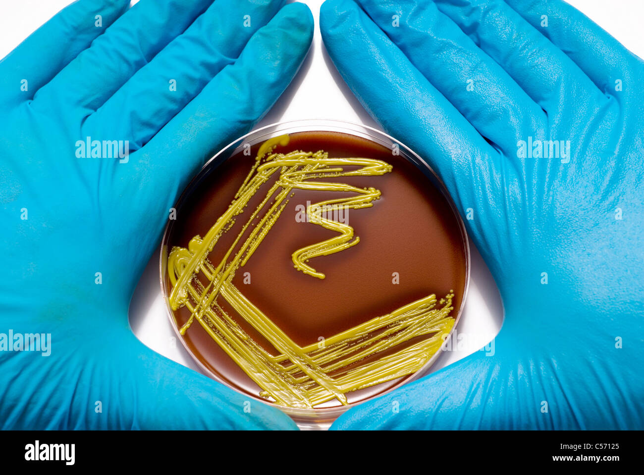 Les mains gantées holding petri avec colonie bactérienne isolé sur un fond blanc avec un espace réservé au texte ou réactivation Banque D'Images