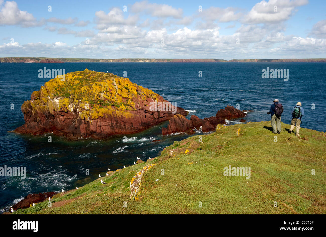 La pile, un lichen jaune couvert de rochers de grès rouge vue de la rive sur le cou du Pembrokeshire, Skokholm South Wales UK Banque D'Images