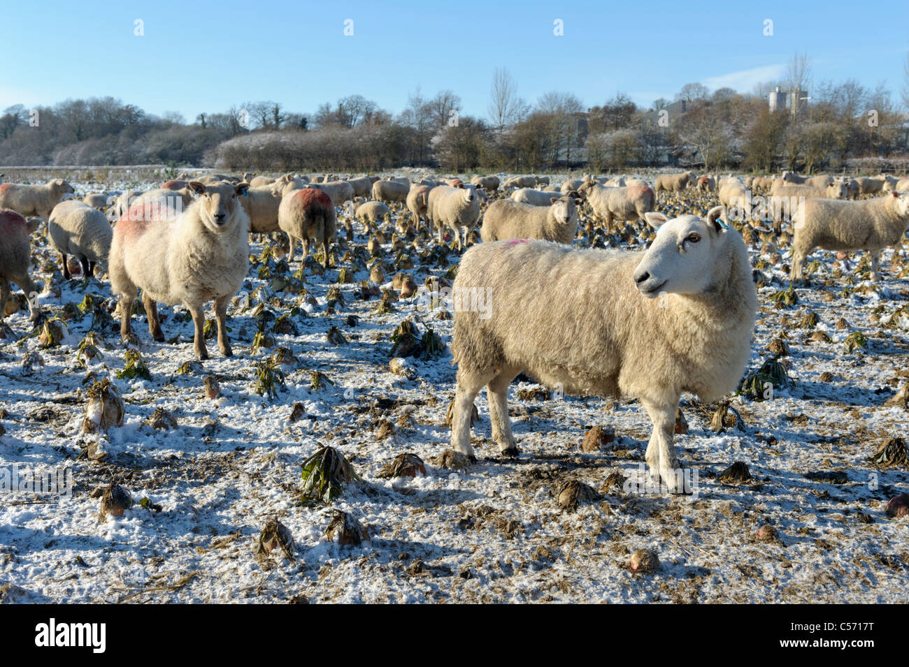 Les moutons dans la neige, hiver, Pays de Galles Banque D'Images