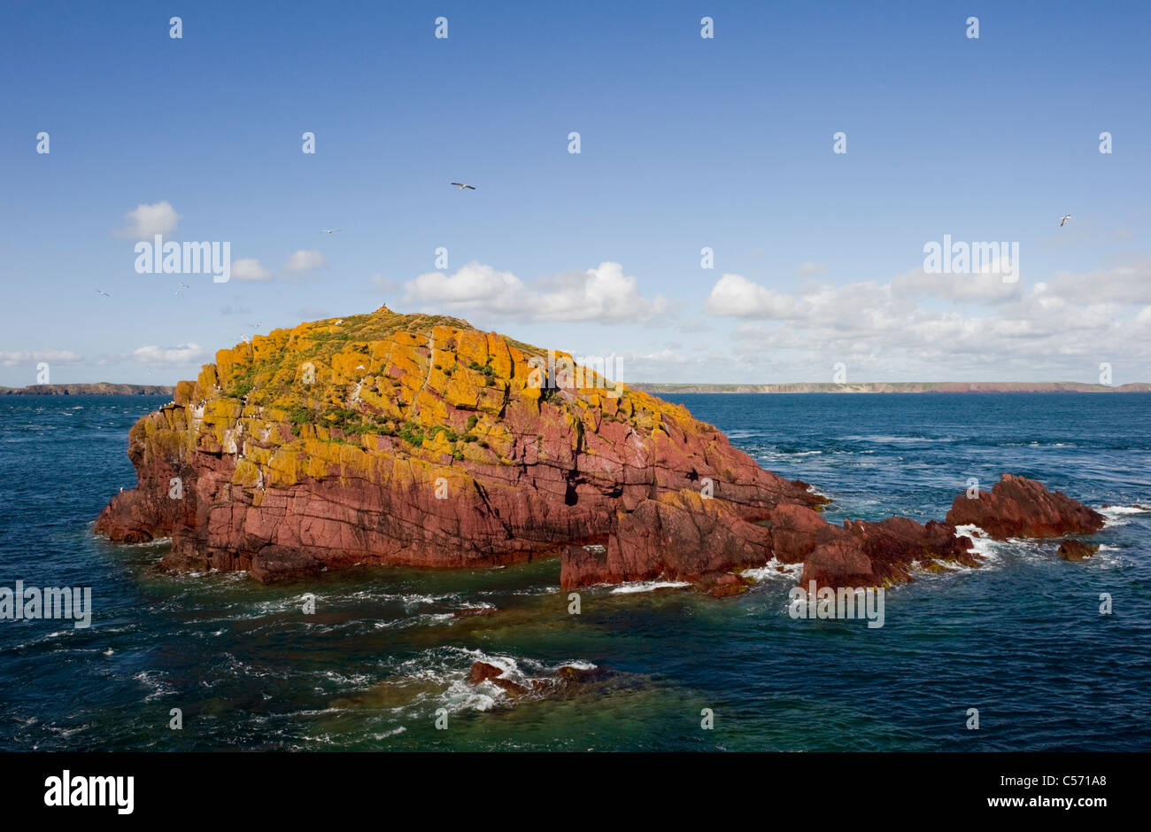 La pile, un lichen jaune couvert de rochers de grès rouge vue depuis le cou Skokholm Pembrokeshire île South Wales UK Banque D'Images