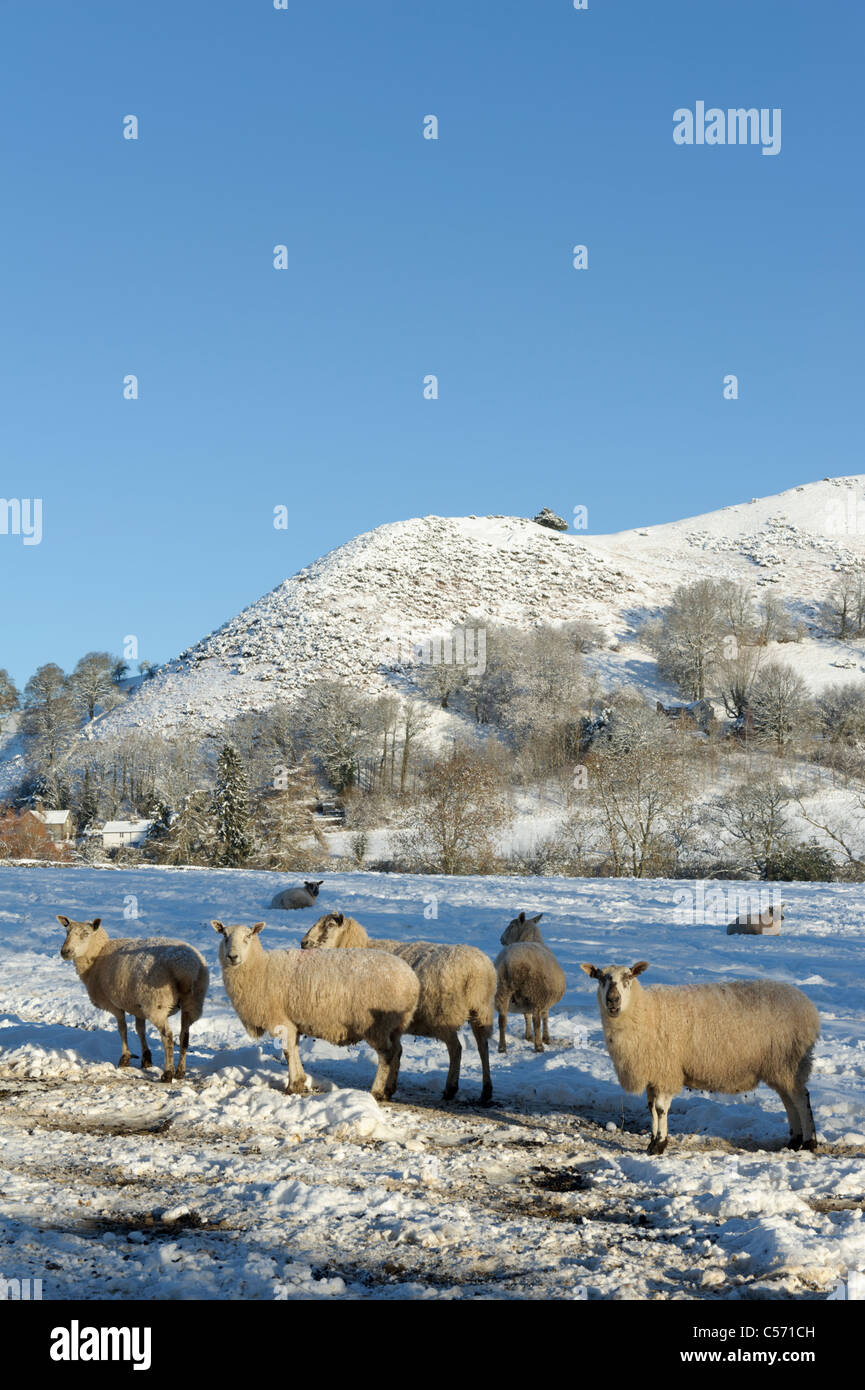 Les moutons dans la neige, hiver, Pays de Galles Banque D'Images