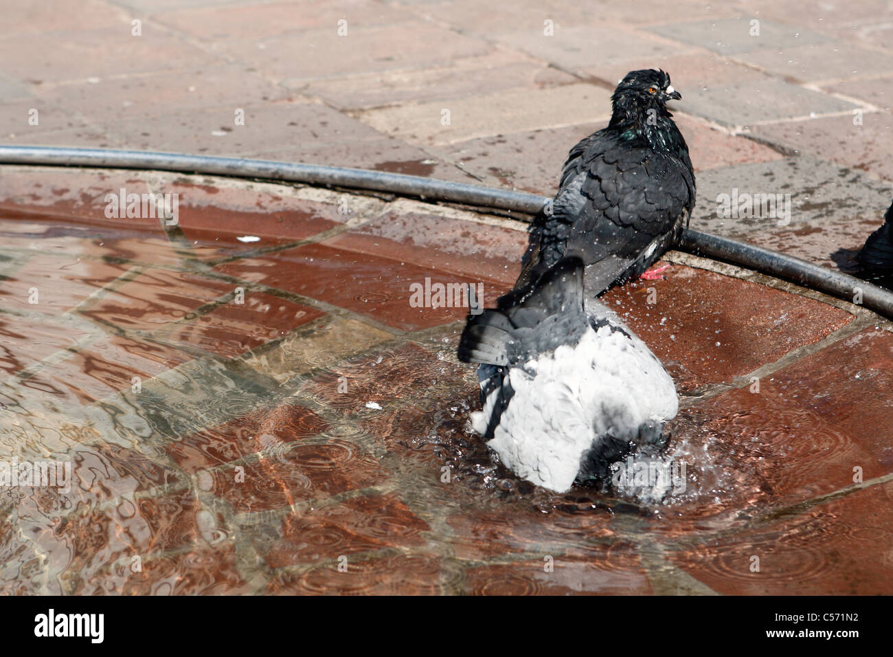 Nettoie ses plumes de Pigeon dans un l'eau. Banque D'Images
