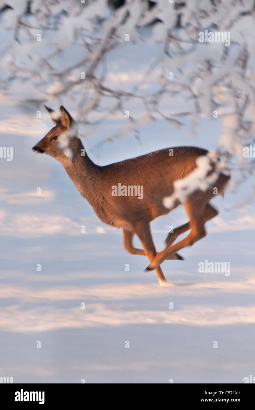 Les Pays-Bas, 's-Graveland, domaine rural appelé Gooilust. L'hiver, la neige. Re ou le cerf. Banque D'Images