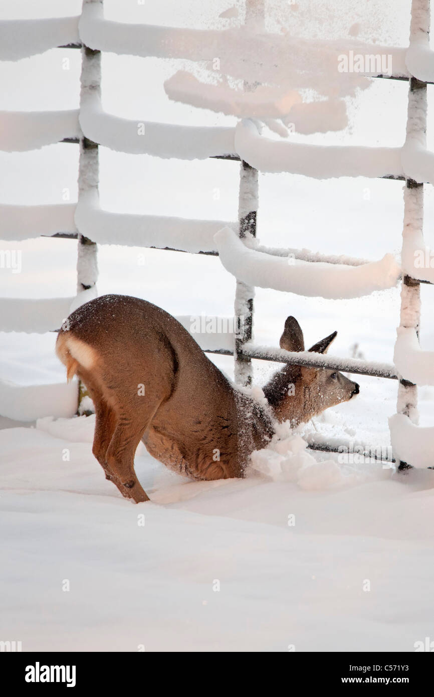 Les Pays-Bas, 's-Graveland, domaine rural appelé Gooilust. L'hiver, la neige. Roe deer ou essaie de faire une clôture. Banque D'Images