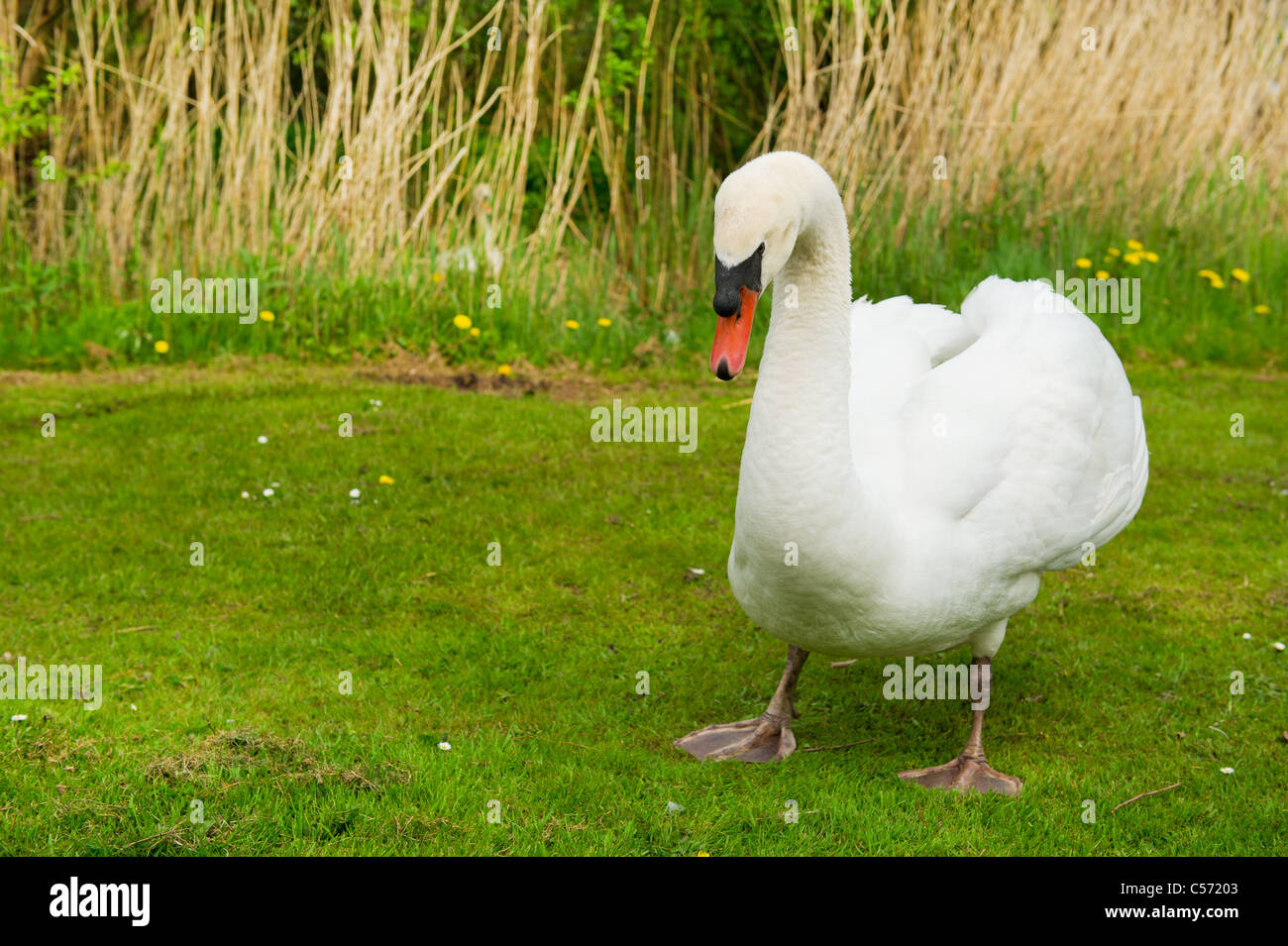 Angry white swan dans la nature et l'environnement en Hollande Banque D'Images