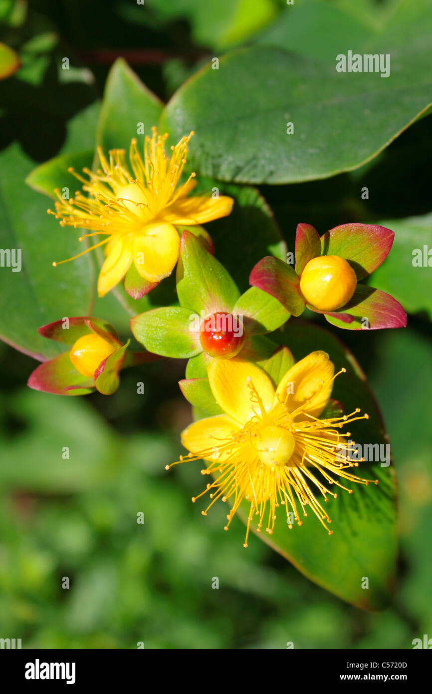 Hypericum Inodorum fleurs et les coupelles de semences Banque D'Images