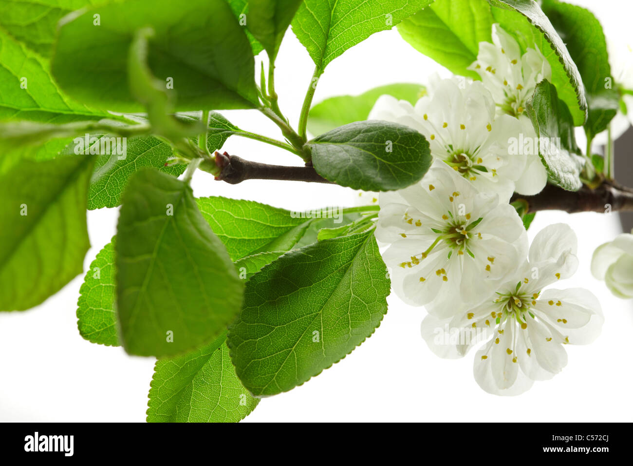 Cerisiers en fleurs de printemps sur le fond blanc Banque D'Images