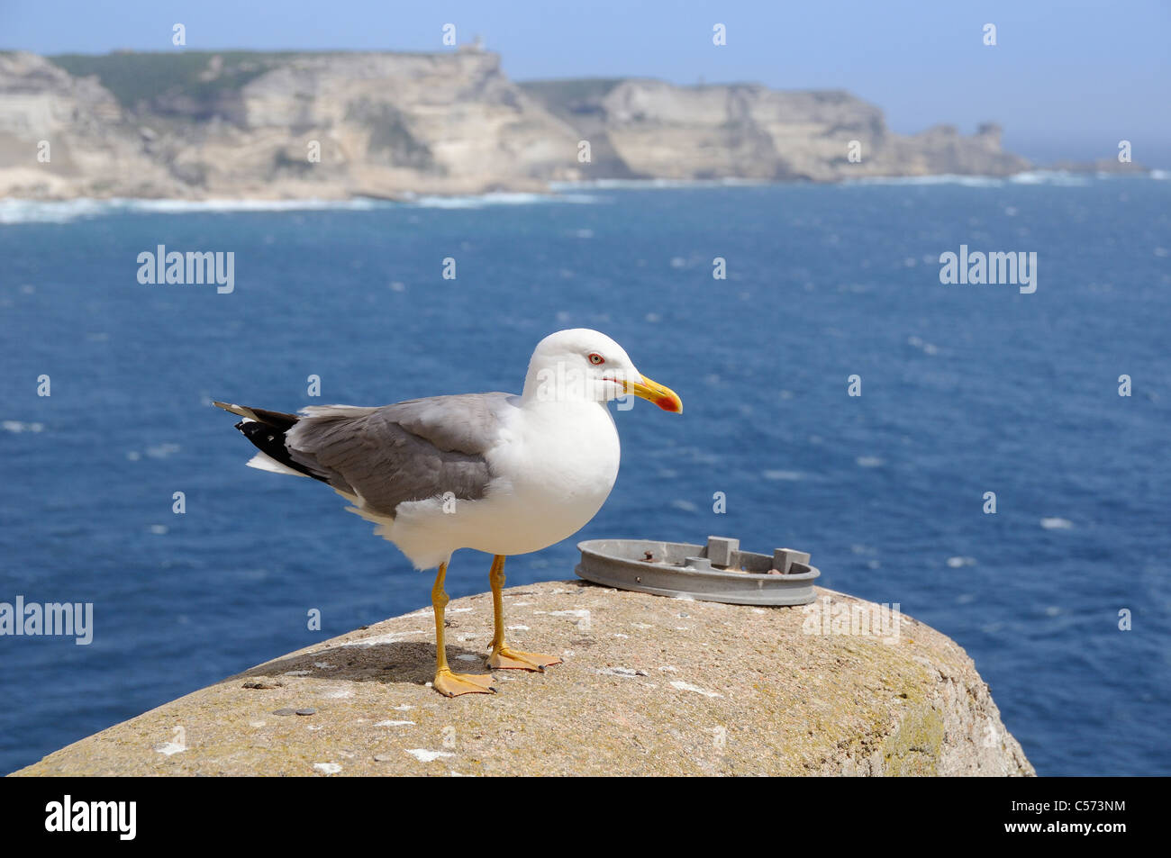 Yellow-legged Gull (Larus cachinnans michahellis) Comité permanent sur les murs de la ville de Bonifacio, corse. Banque D'Images