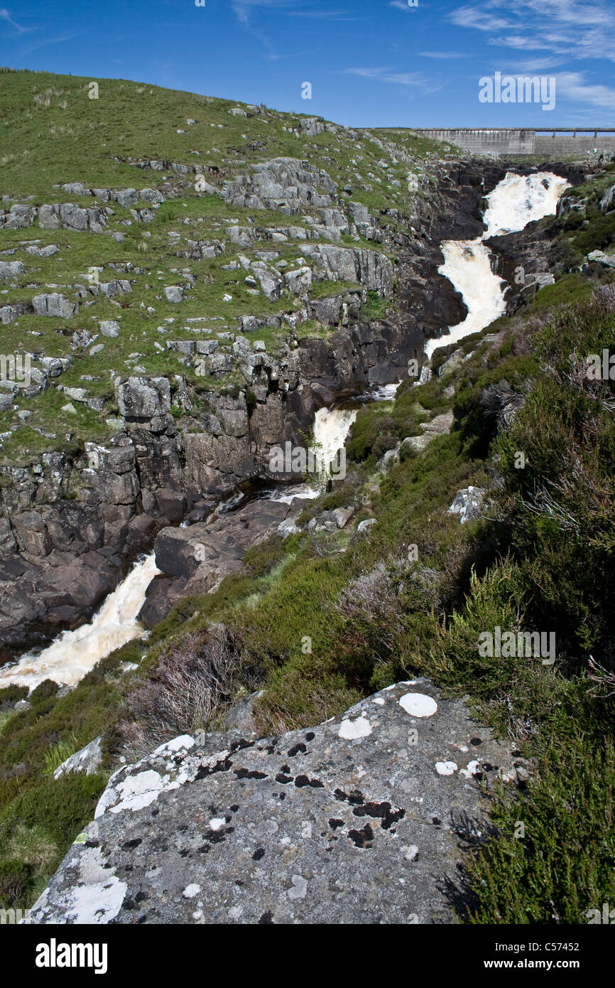Museau chaudron cascade de Teesdale, comté de Durham dans le North Pennines, vache avec green dam dans l'arrière-plan Banque D'Images