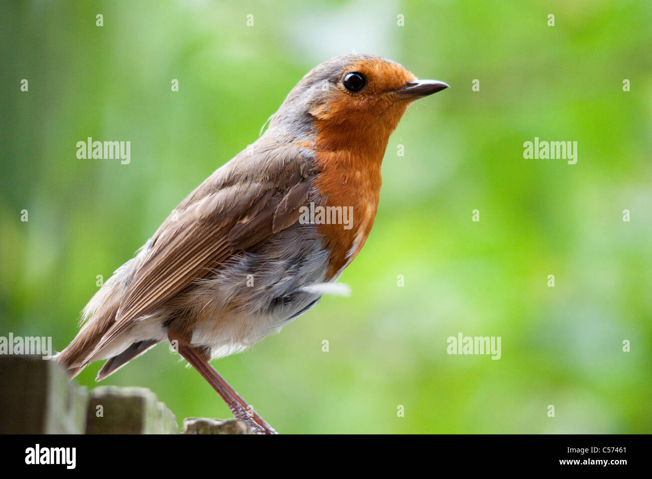 Robin redbreast, Erithacus rubecula aux abords, perché sur une clôture de jardin, Berkshire, England, UK Banque D'Images Robin redbreast, Erithacus rubecula aux abords, perché sur une clôture de jardin, Berkshire, England, UK Banque D'Images
