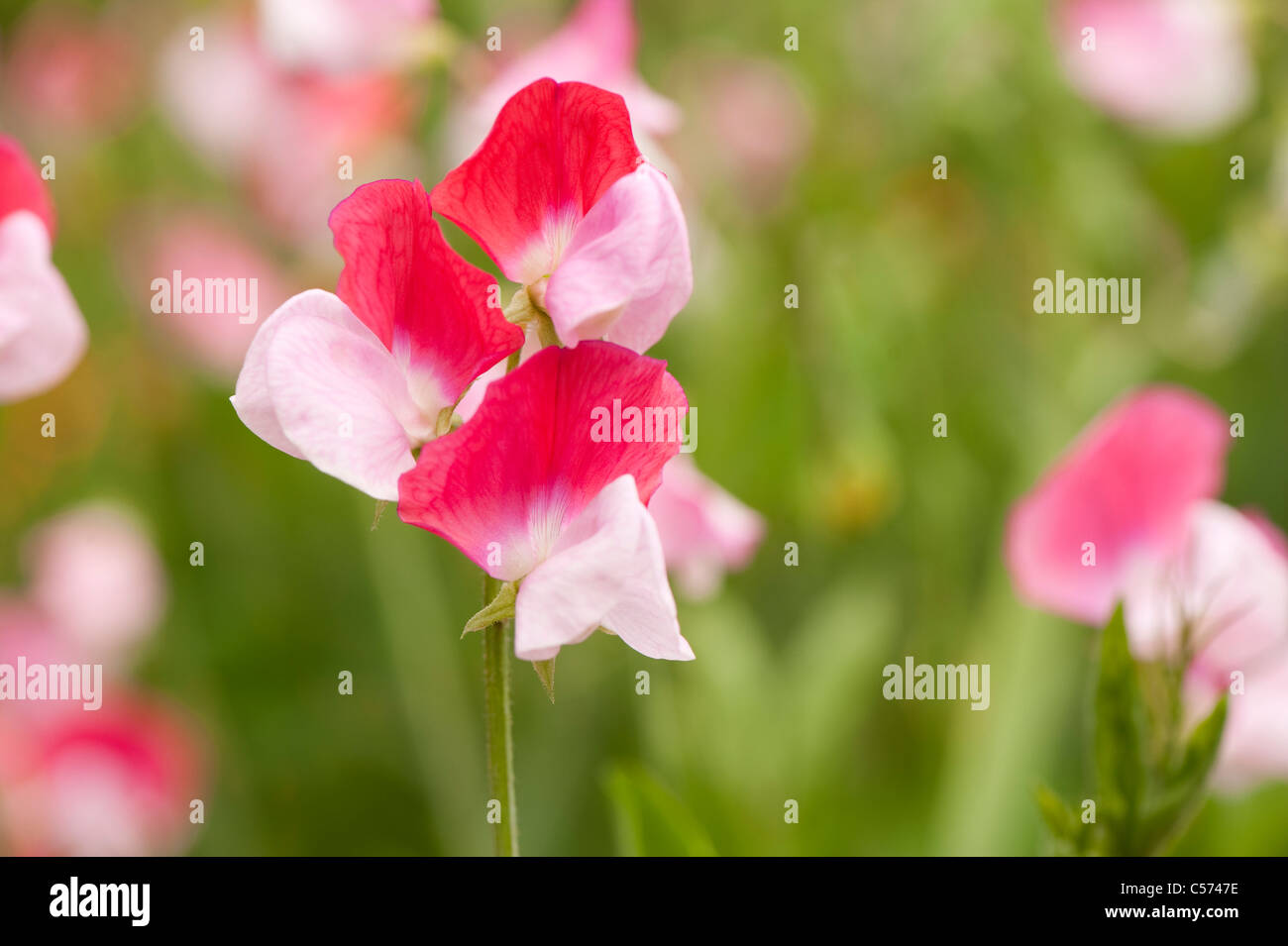 Sweet pea, Lathyrus odoratus 'Painted Lady', en fleurs Banque D'Images