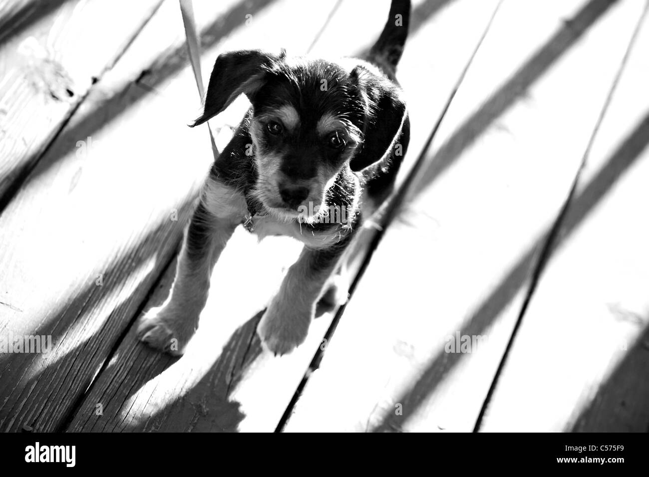 Un mignon chiot de race mixte borkie en noir et blanc. Profondeur de champ. La moitié moitié beagle yorkshire terrier / yorkie. Banque D'Images