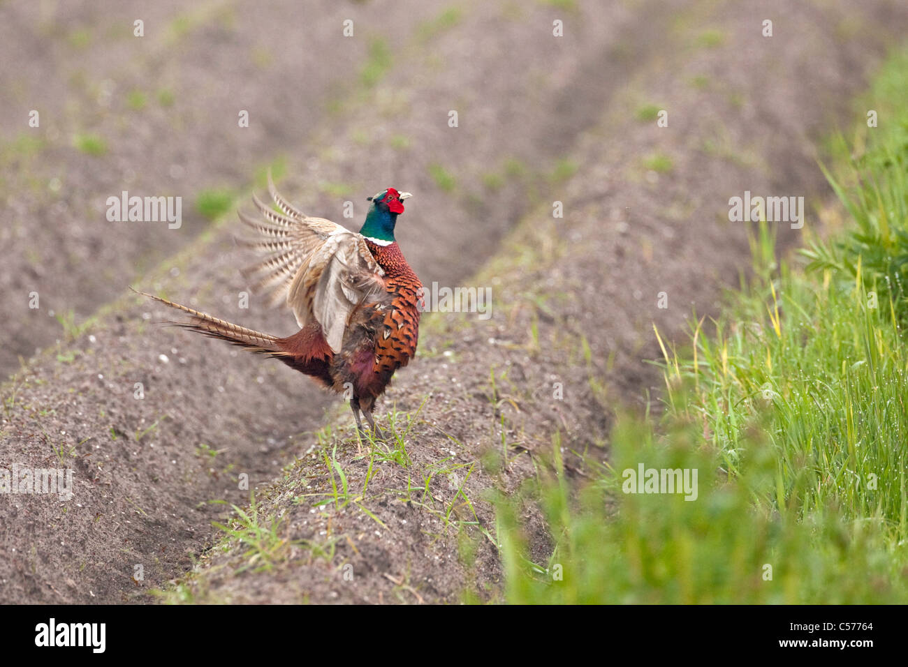 Les Pays-Bas, Blankenham, homme faisan. Phasianus colchicus. Banque D'Images